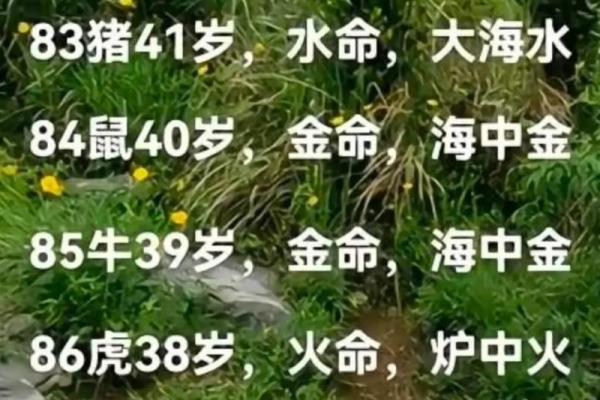 石榴木命的神秘属性与生活中的应用探讨