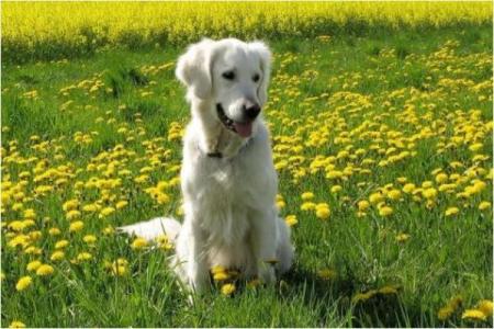 2019年狗年运势解析：揭示你的性格与命运之旅！