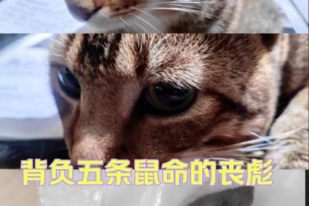 灵性与命运：1960年鼠人的命运探索
