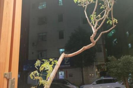 土命人适合挂哪些图画以增强运势与福运？