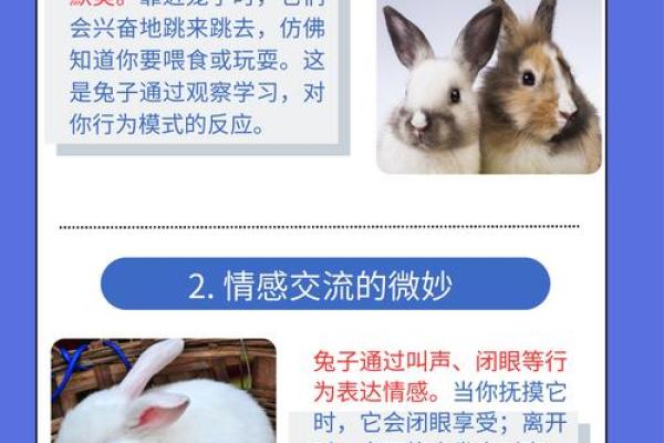 兔子八七年的命运解析：探寻生肖兔的秘密与智慧