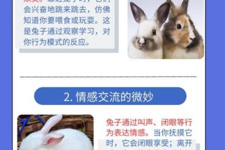 兔子八七年的命运解析：探寻生肖兔的秘密与智慧