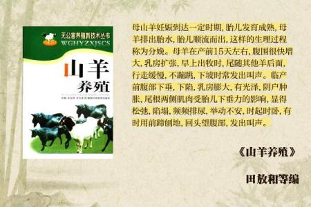 探索2015年数羊命的奥秘：与羊共舞的人生哲学