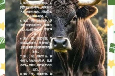 1977年属鸡的命运与性格解析：了解你的生肖秘辛