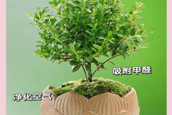 木命人适合养哪些植物？助你提升运势和生活品质！