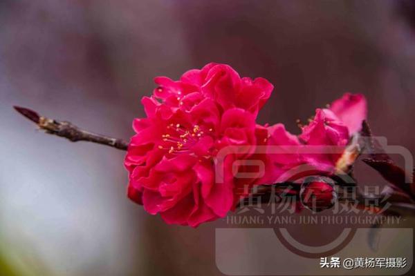 红艳桃花煞：揭示个性与命运背后的秘密