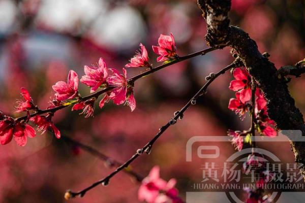 红艳桃花煞：揭示个性与命运背后的秘密