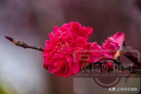 红艳桃花煞：揭示个性与命运背后的秘密