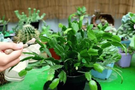 太阳火命者适合的植物：点燃生活的绿色激情