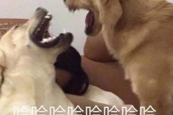 这就是命啊：一款让你重新认识人生的奇妙软件