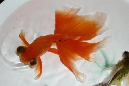 命多金的人适合养什么金鱼？解析最佳金鱼品种与饲养技巧！