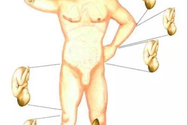 男乳房长毛是什么命？探索身体的奥秘与文化的解读