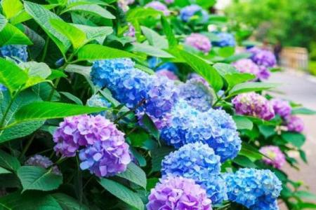 炉中火命适合的花卉，点燃生活的色彩与热情