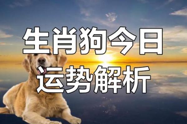 属狗与属猪的人生命理解析：命运交织的和谐与挑战