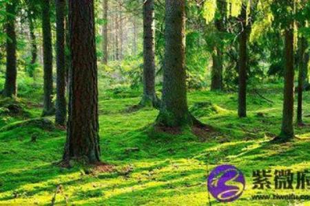 2050年马年出生的人命运如何？探秘未来命理之道！