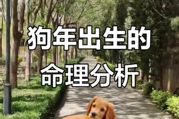 1998年是狗年，属狗的人性格与命运解析
