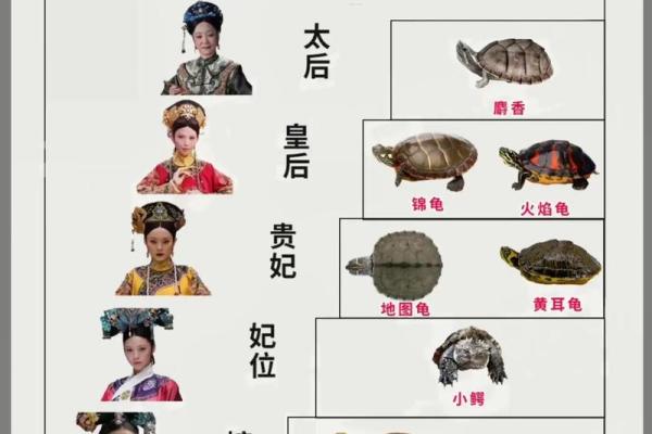 为什么乌龟的寿命如此之长？揭秘背后的奥秘与科学！
