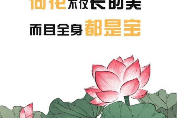 荷叶的药草奇迹：自然馈赠的健康秘方