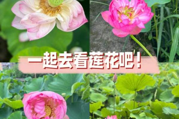 荷叶的药草奇迹：自然馈赠的健康秘方