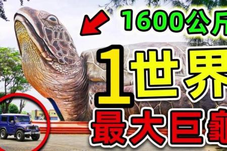 为什么乌龟的寿命如此之长？揭秘背后的奥秘与科学！