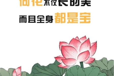 荷叶的药草奇迹：自然馈赠的健康秘方