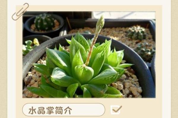 土命缺水，水晶搭配指南：让你心灵充盈与能量流动！