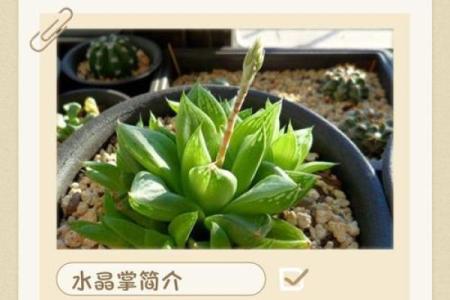 土命缺水，水晶搭配指南：让你心灵充盈与能量流动！