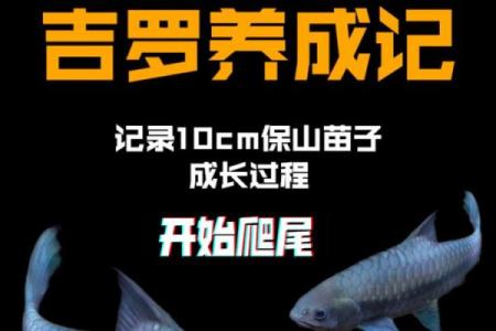 大溪水命人适合养什么颜色的宠物？揭开命理的奥秘！
