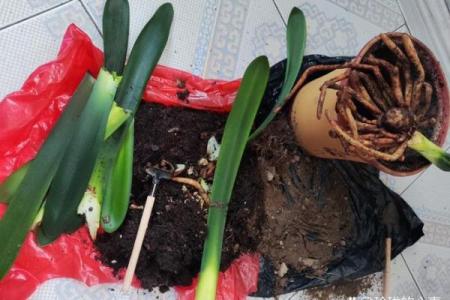 花草命解析：为何植物与命运息息相关？