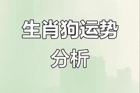 30属狗女性命运解析：智慧与坚韧共舞的生活之路