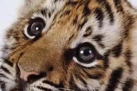 2024年虎年：探索生机勃勃的命运之旅，迎接挑战与机遇！