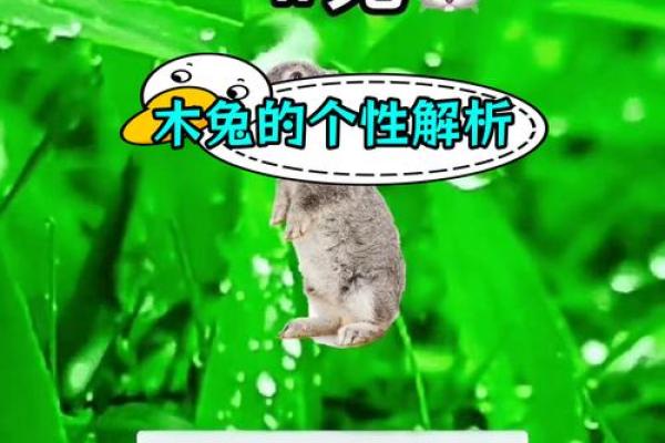 十二月兔子命运：探索兔年出生者的性格与未来运势