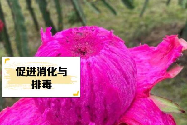 火龙之命与颜色的密切关系：揭示忌色的秘密