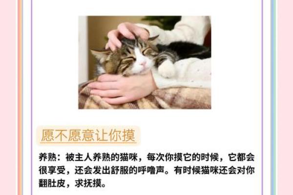 火命与土命为何不适合养猫？揭秘!