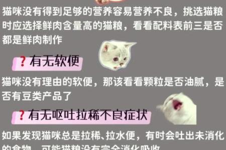 火命与土命为何不适合养猫？揭秘!