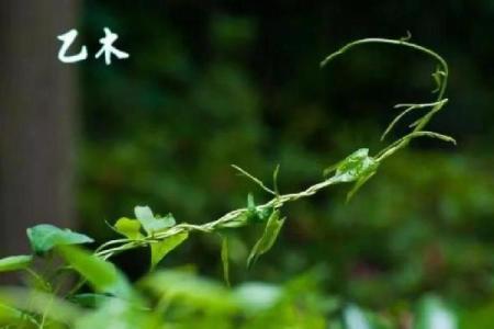探讨1999年城头土命兔的命理特征与人生轨迹