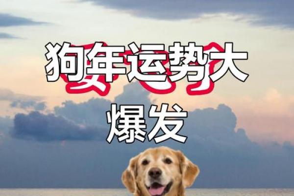 探秘2018年属狗人的命运：怎样化解困境，迎来好运