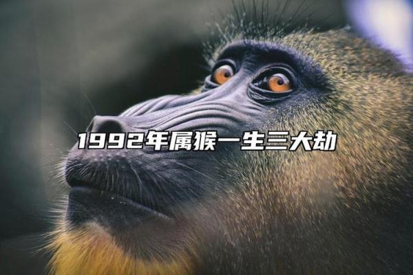 92年属猴的命运解析与人生建议