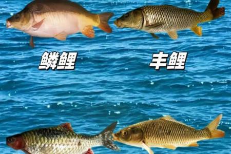 木命人士养什么鲤鱼最合适？探寻最佳选择与养殖技巧！