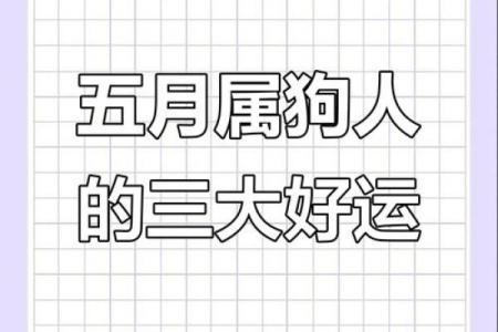 2023年属狗女孩的命理解析：成就与机遇并存的精彩人生