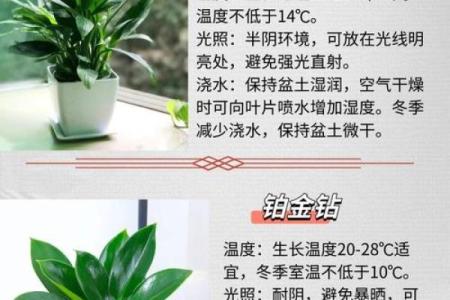 金命人士适合养什么植物，提升运势的秘密大揭晓！