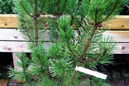 金命属狗的幸运植物：培养幸福与和平的绿色伙伴