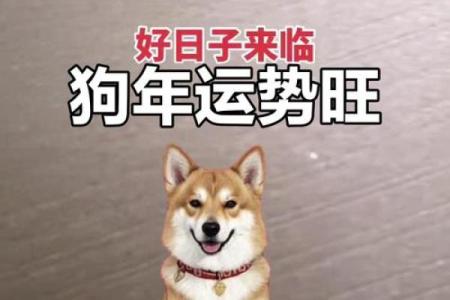 2020年狗人运势分析：揭示命运与生活的交织之道