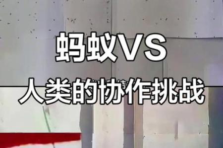 蚂蚁之命：探寻神秘的生物智慧与人与自然的关系