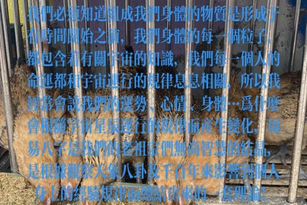 探索生肖命理与八字命理的奥秘，揭示命运的秘密!