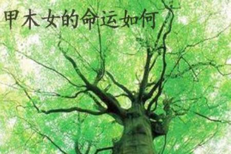 甲木命佩戴什么最旺：开启幸运与财富之门的秘密