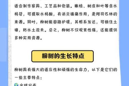 柳树木命的人适合从事哪些职业？探讨职业选择与性格特点的关系