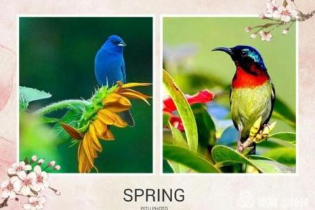 家养鸟主人：你的命中注定与鸟儿的缘分大揭秘