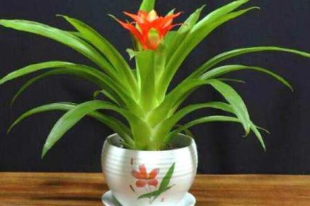 家中摆放风水物品，助力火命提升运势与气场