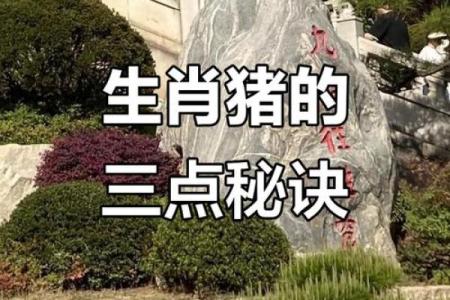 51岁属猪人的命运解析：智慧与机遇的交汇点